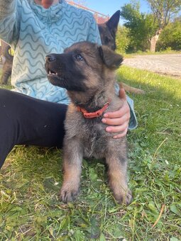 Štěňata německého ovčáka bez PP-vklošedá - 18