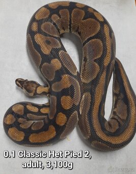 Krajta královská subadult a adult - 18