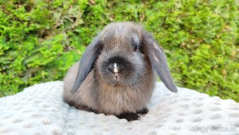 Zakrslý beránek, králíček, králík - PATRICIE - 18