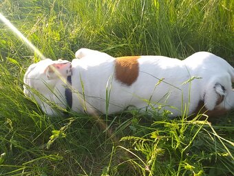 Anglický buldog na prodej. - 18
