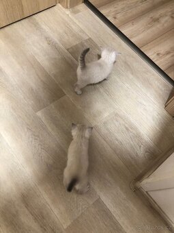 Čistokrevná britská krátkosrstá koťata po rodičích s PP - 18