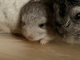 Činčila mládě samičky - 18