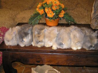 Teddy králíčci zakrslí dlouhosrstí - 18