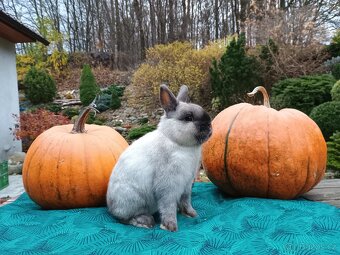 Luxusní Siam s rodokmenem - 18