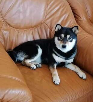 Shiba inu - 18