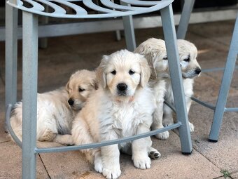 Zlatý retrívr - 18