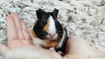 Morče, Morčata, Morčátko, MORČÁTKA -JUSTÝNA A JESSIE - 18