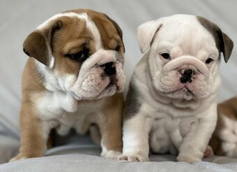 Anglicky Bulldog - 18