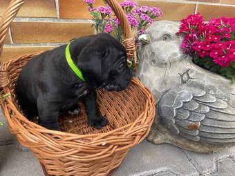 Cane Corso - 18