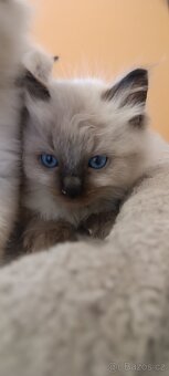 Ragdoll kotatka - 18