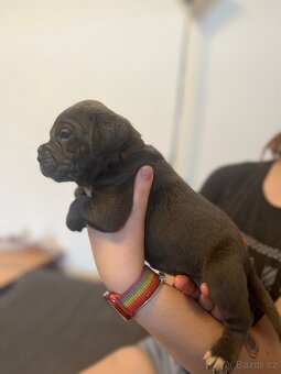 Štěně cane corso - 18