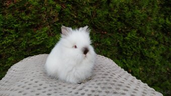 Zakrslý králík, králíček-(TEDDY)-ONŘEJ A OTA - 18