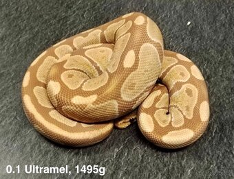 Krajta královská subadult a adult - 18