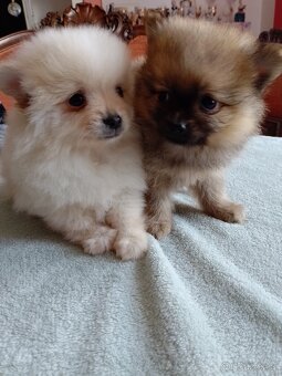 Pomeranian špic - 18