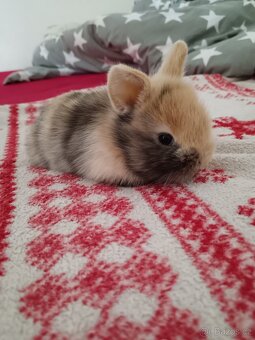 Zakrslý králík králíček - 18