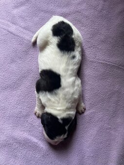 🐾 Štěňátka Landseera s výstavními i pracovními předpoklady - 18