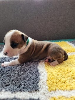 Americký stafordšírský teriér s PP - 18