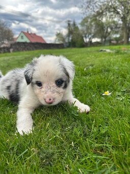 Border kolie - 18