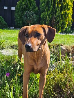 Rhodézský ridgeback s PP - 18