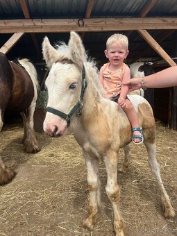 Irsky cob hrebecek - 18