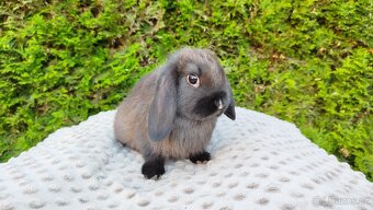 Zakrslý beránek, králíček, králík - PATRICIE - 18