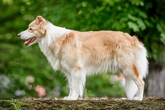 Border Kolie S PP - 18