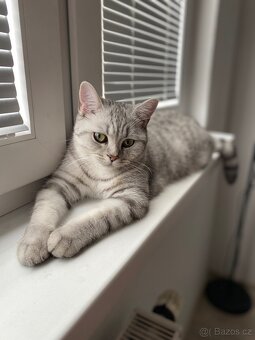 Britská koťata Whiskas - 18