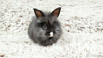 Zakrslý, králík, králíček - HOLLY - 18