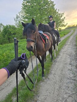 Huculská klisna, hucul, pony, malý kůň - 18
