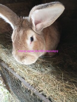 Králíci velikých plemen k chovu - 18