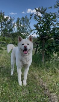 Akita inu šteňátka - 18