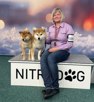 Shiba inu s PP /FCI / - 18