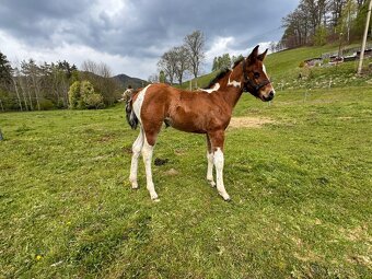 Fantastic Dj Valentin -připouštění homozygotní APH plemeník - 18