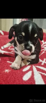 Čivava mini štěňata bez pp - 18