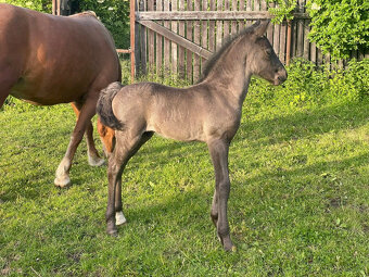 Připouštění černým hřebcem Welsh Cob D - rok 2025 - 18