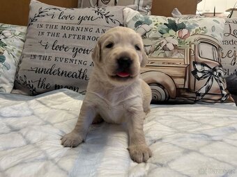 Prodam štěňata zlateho retrivra - 18