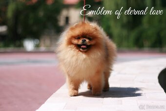 Pomeranian FCI - 18