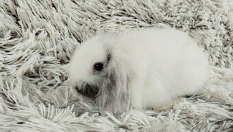 Zakrslý beránek, králíček, králík - MINDY - 18