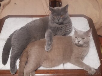 Britská koťata - 18