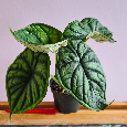 Alocasia, philodendron, syngonium, monstera a další - 18