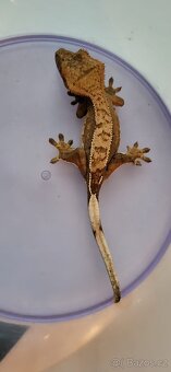 AKCE HALLOWEEN Pagekon řasnatý Correlophus cilliatus - 18