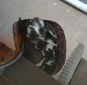 Koťata, kotě, jen do dobrých rukou - 18