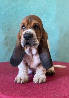 Štěňata Bassethound s PP - 18