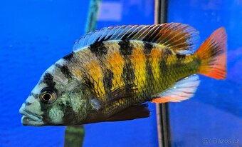 Malawi tlamovci - 18