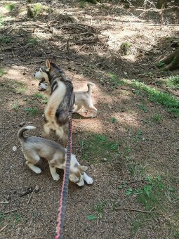 Sibiřský Husky - štěňátka - 18