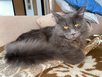 Čistokrevné mainské mývalí koťátko - blue smoked - holčička - 18