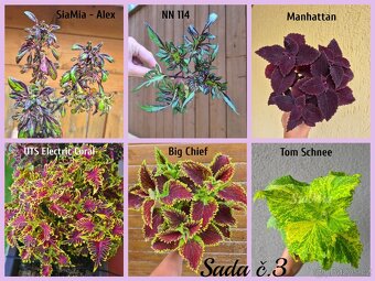 Africké okrasné kopřivy COLEUS SEMENA - 18