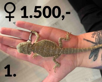 Agama vousatá  - mláďata, vlastní chov - 18
