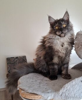 MAINE COON - Mainská mývalia s PP - 18