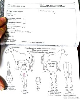 valach 9 let, 158 cm kůň pro ženu - 18